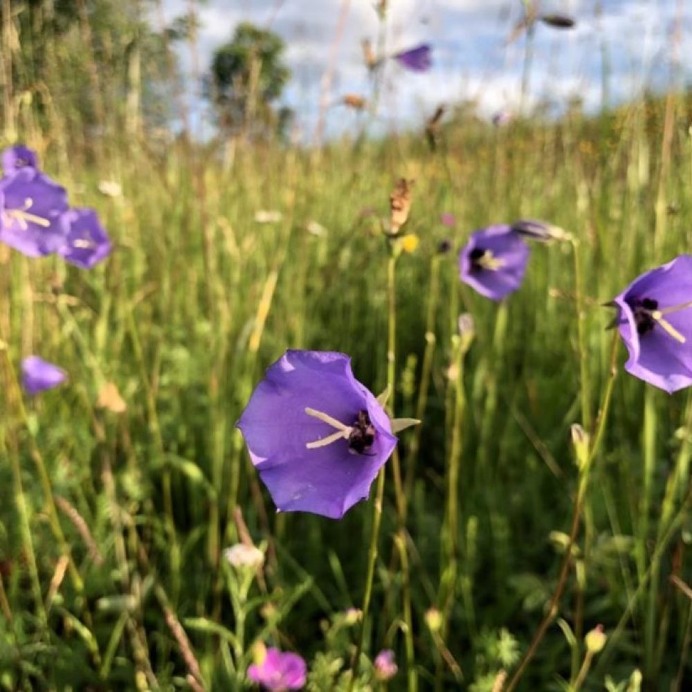 Blomstereng-fagerklokke