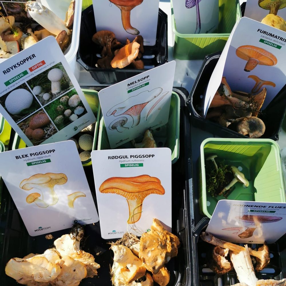 foto. Kasza Koprowska (1)