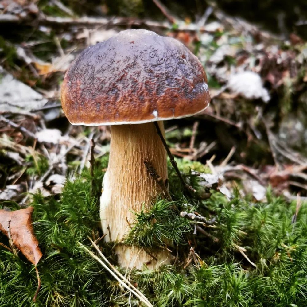 foto. Kasza Koprowska (2)