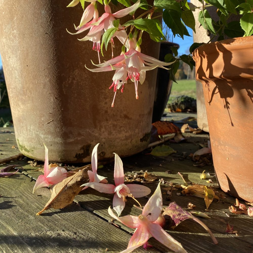 fuchsia høst fuchsia høst