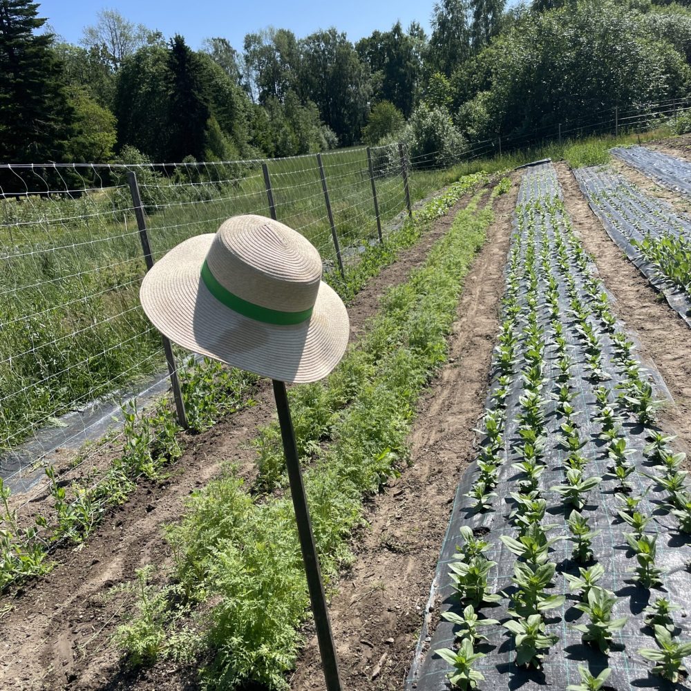 kjokkenhage-straahatt